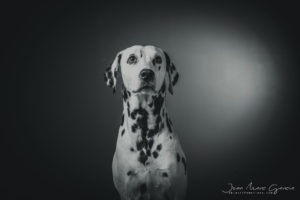photographe-chien-10